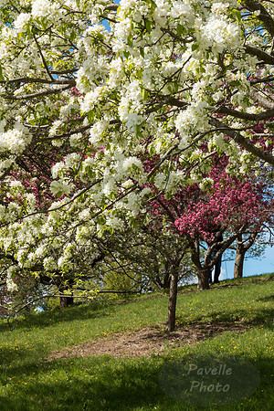 Flowering Trees