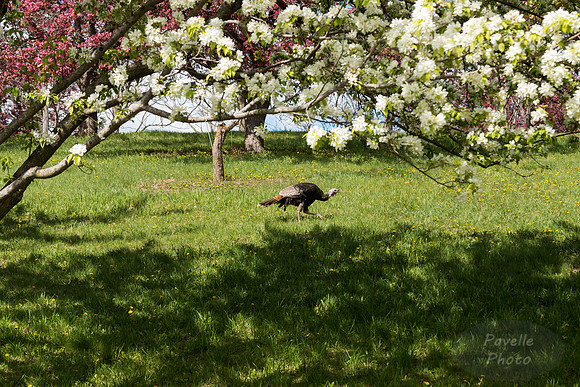 Turkey in the Trees