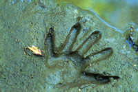 raccoon print