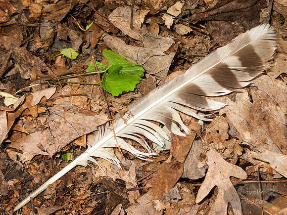 Fallen Feather