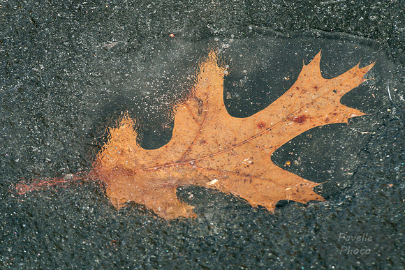 Frozen Leaf