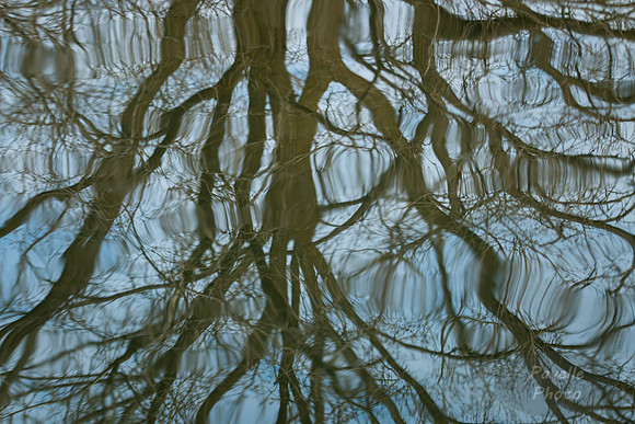 Tree Reflection