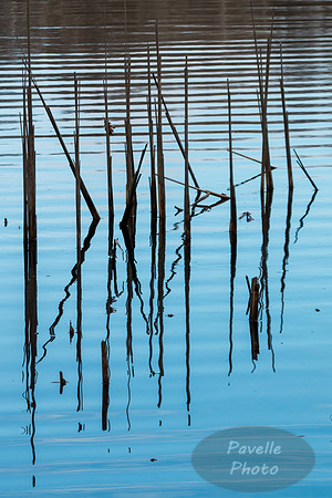 Reedy Reflections