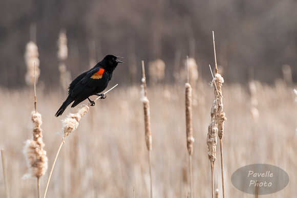 Red-Winged Blackbird