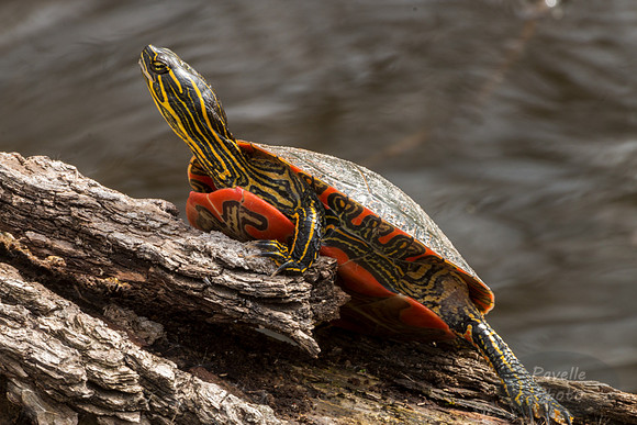 Painted Turtle