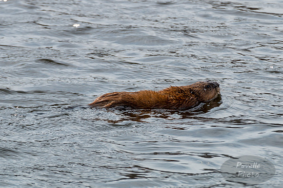 Muskrat