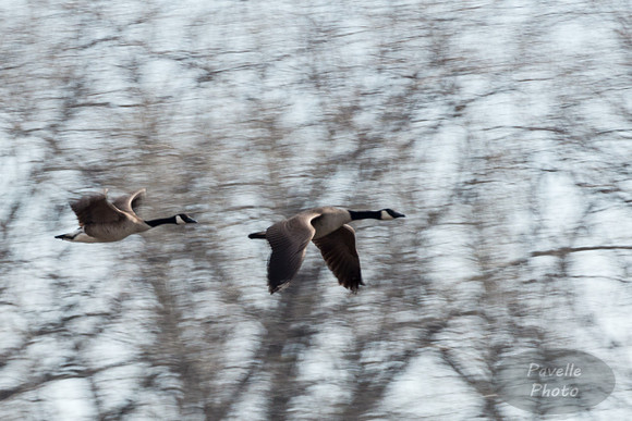 Canada Geese