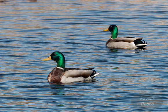 Mallards