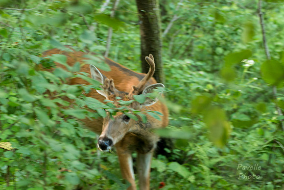 Deer playing peekaboo