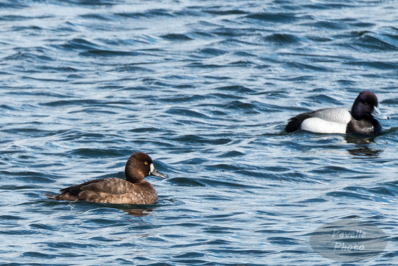 Lesser Scaup pair