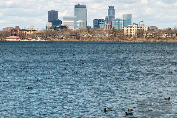 Minneapolis and coots