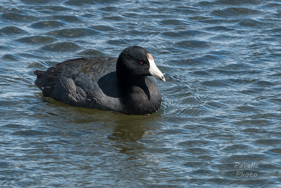 American Coot