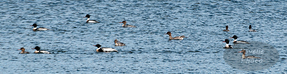 Common Mergansers