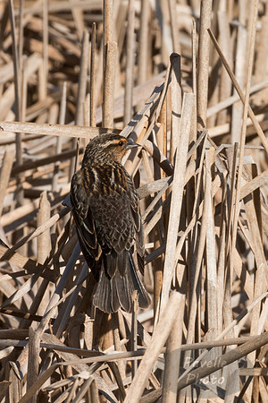 Female Red-Winged Blackbird