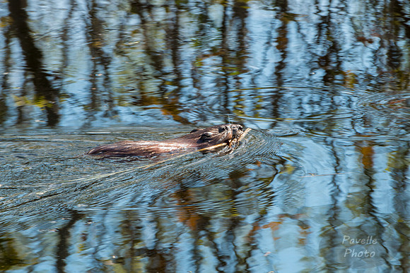 Muskrat