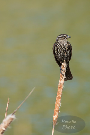 Female Red-Winged Blackbird