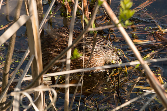 Muskrat