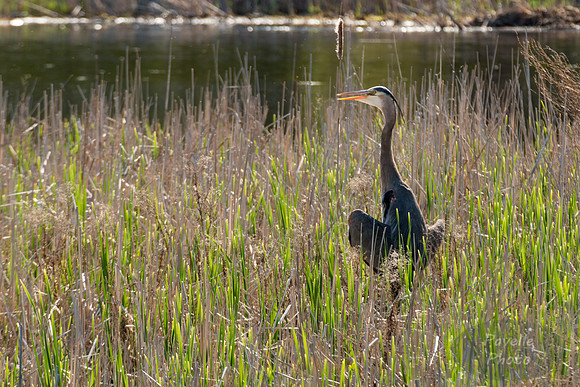 Great Blue Heron