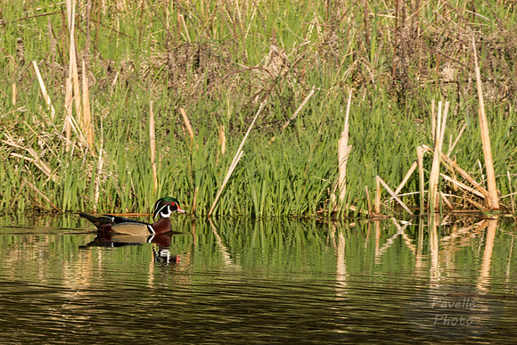 Wood Duck