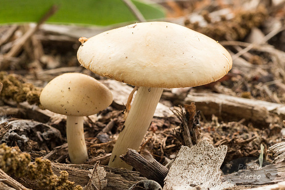 Mushrooms