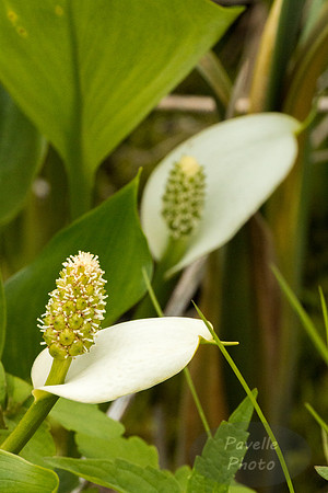 Wild Calla Lilies
