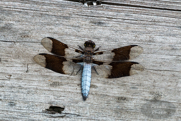Common Whitetail Skimmer (male)
