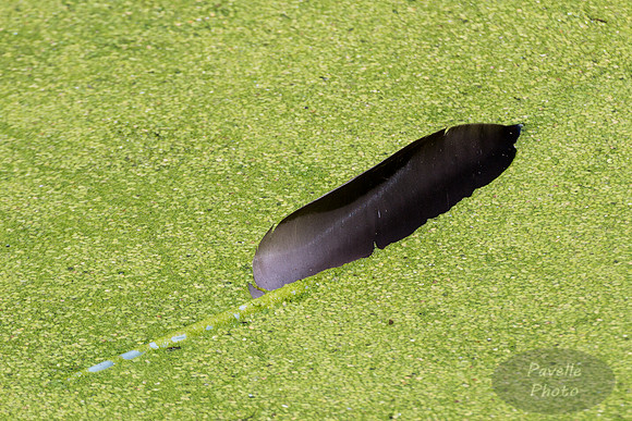 Goose Feather in Pond