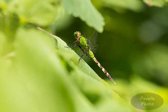 Eastern Pondhawk Dragonfly