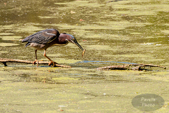 Fishing Green Heron