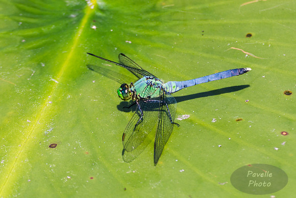 Great Blue Skimmer