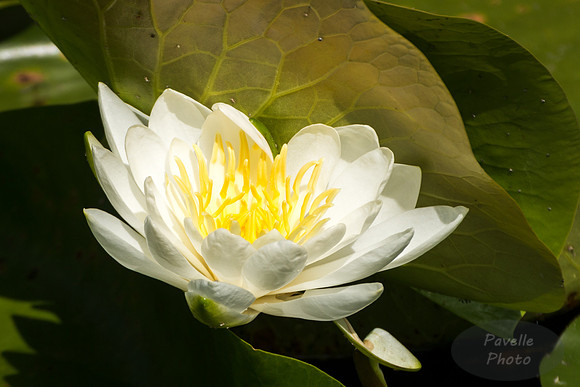 White Water Lily