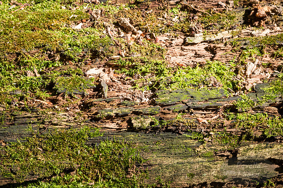 Moss on dead tree