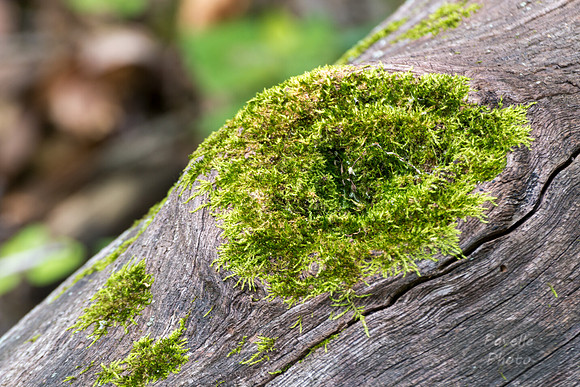 Mossy Knot