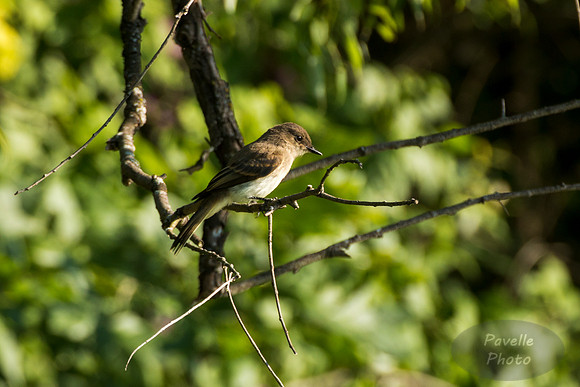 Eastern Phoebe