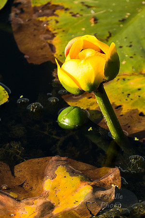 Yellow Water Lily