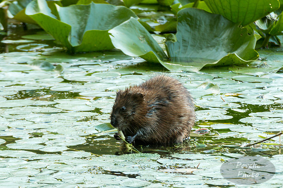Muskrat