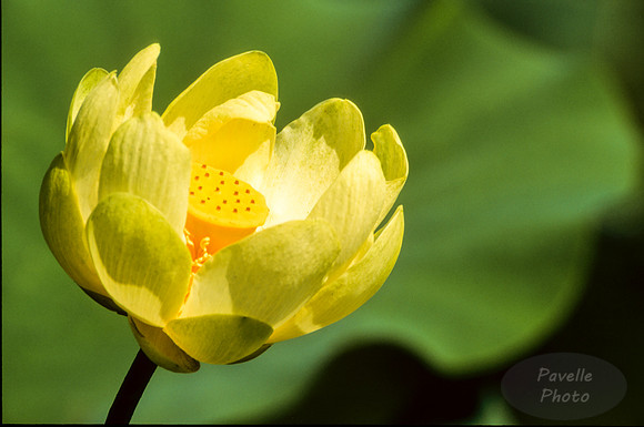 American Lotus