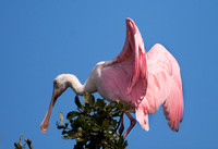 Roseate Spoonbill