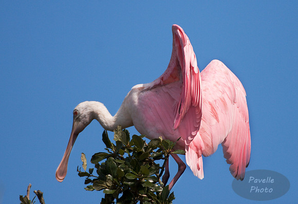 Roseate Spoonbill