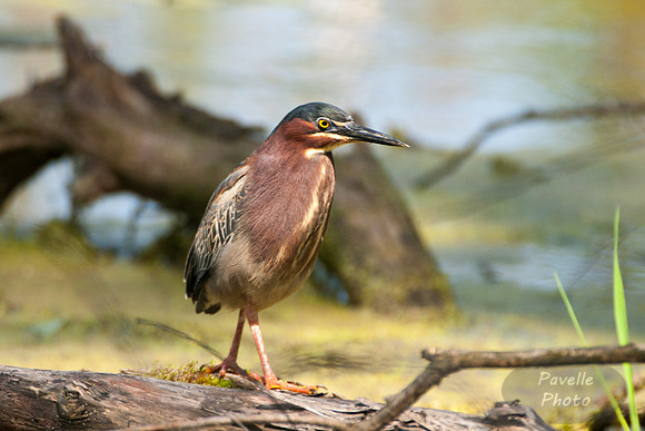 Green Heron