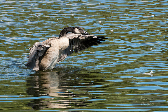 Bathing Goose