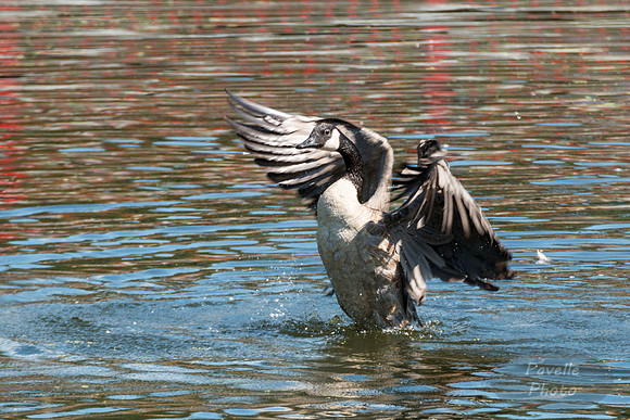 Bathing Goose