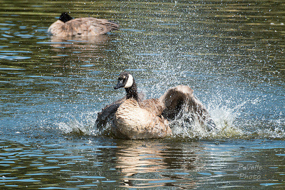 Bathing Goose