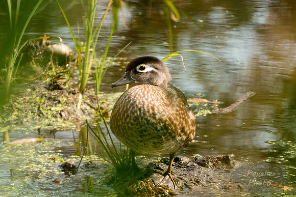 Wood Duck