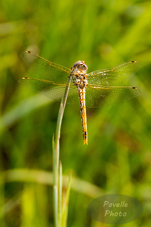 Variegated Meadowhawk dragonfly