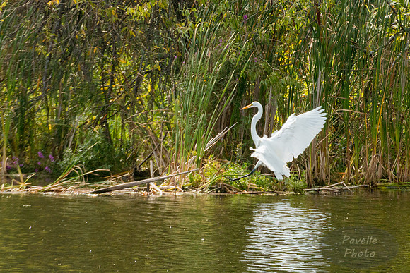 Egret