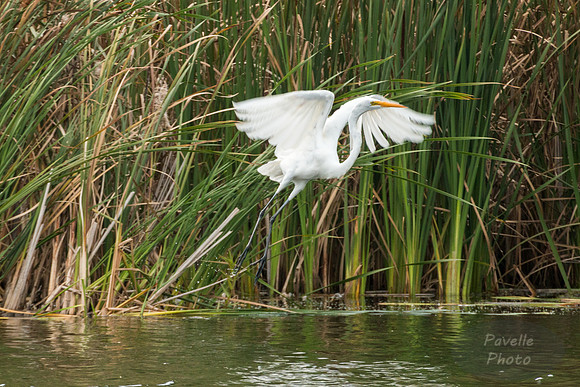 Egret