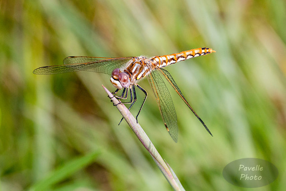 Variegated Meadowhawk dragonfly