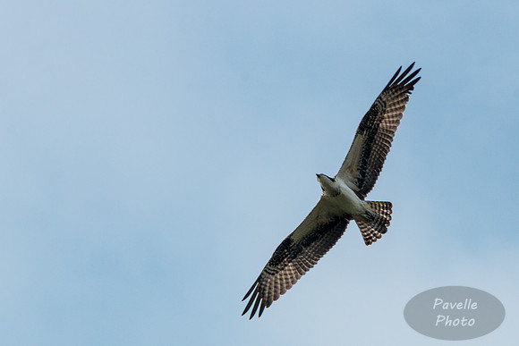 Osprey