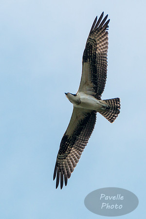 Osprey